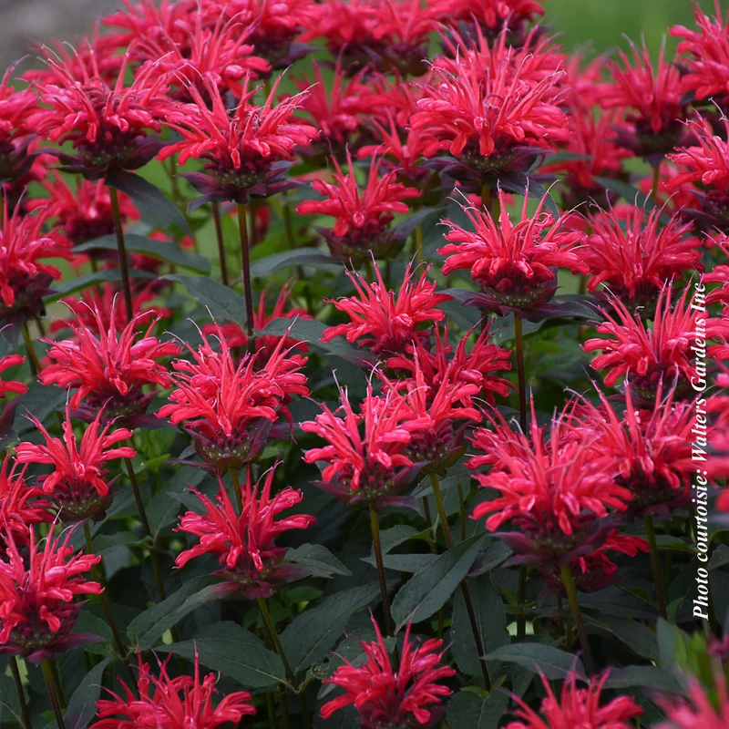 Monarde ‘Upscale Red Velvet’ (Monarda Upscale™ ‘Red Velvet’)