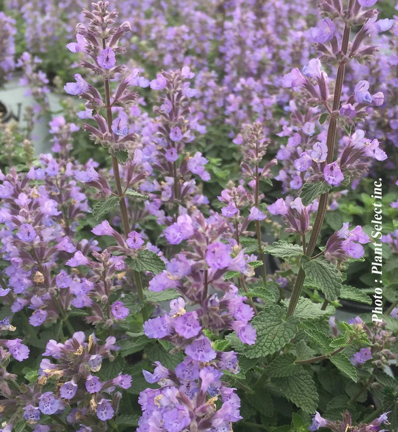 Népéta ‘Cat's Pajamas’ (Nepeta 'Cat's Pajamas)