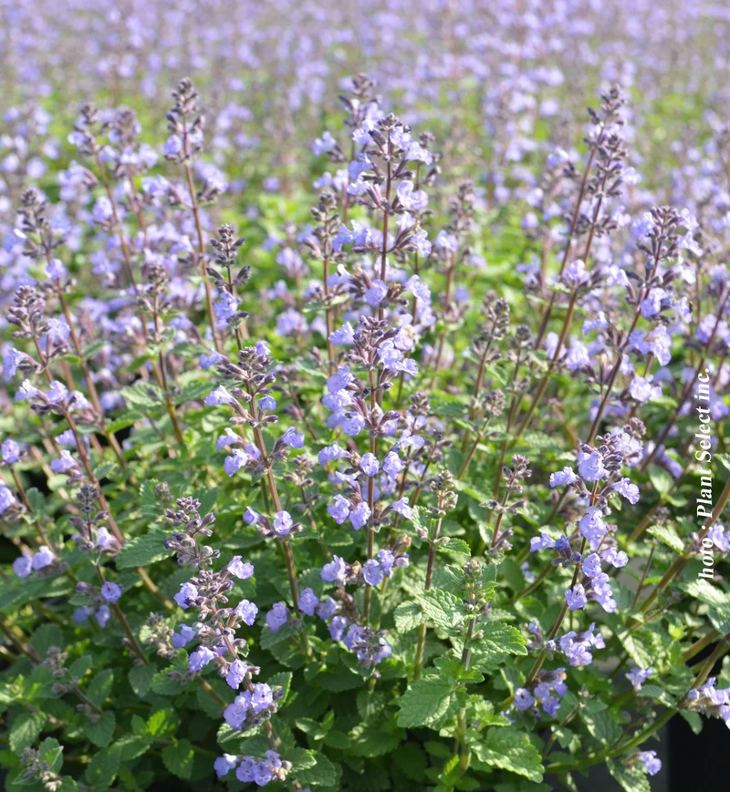 Népéta ‘Cat's Meow’ (Nepeta 'Cat's Meow')