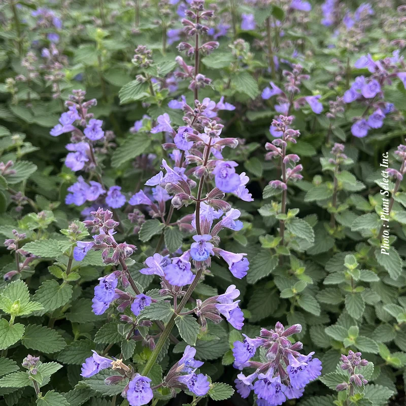 Népéta ‘Kitten Around’ (Nepeta 'Kitten Around')