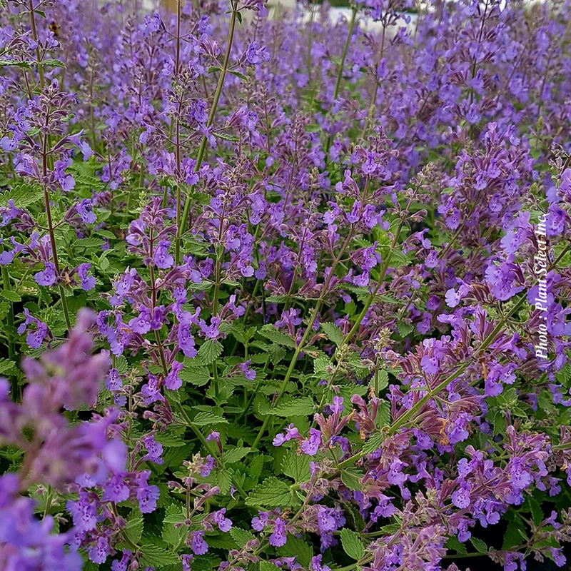 Népéta ‘Junior Walker’ (Nepeta 'Junior Walker')