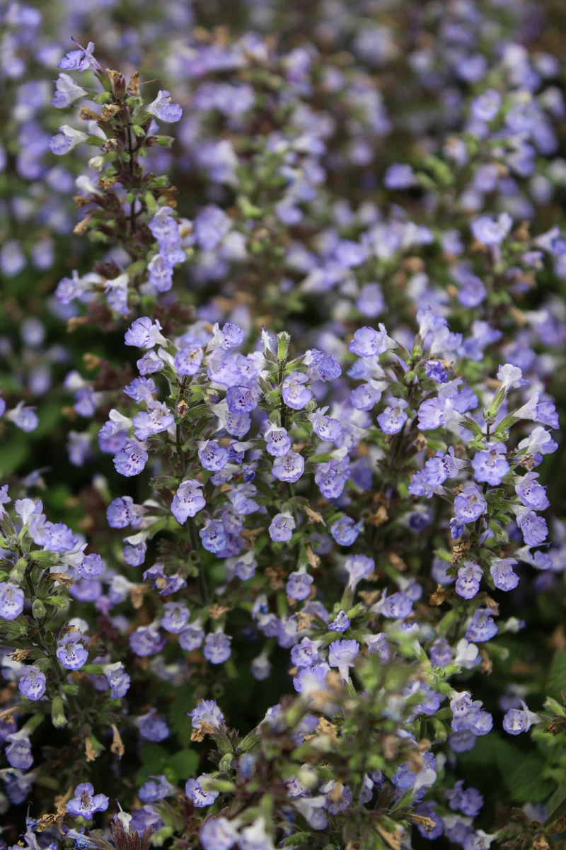 Népéta ‘Purrsian Blue’ (Nepeta 'Purrsian Blue')