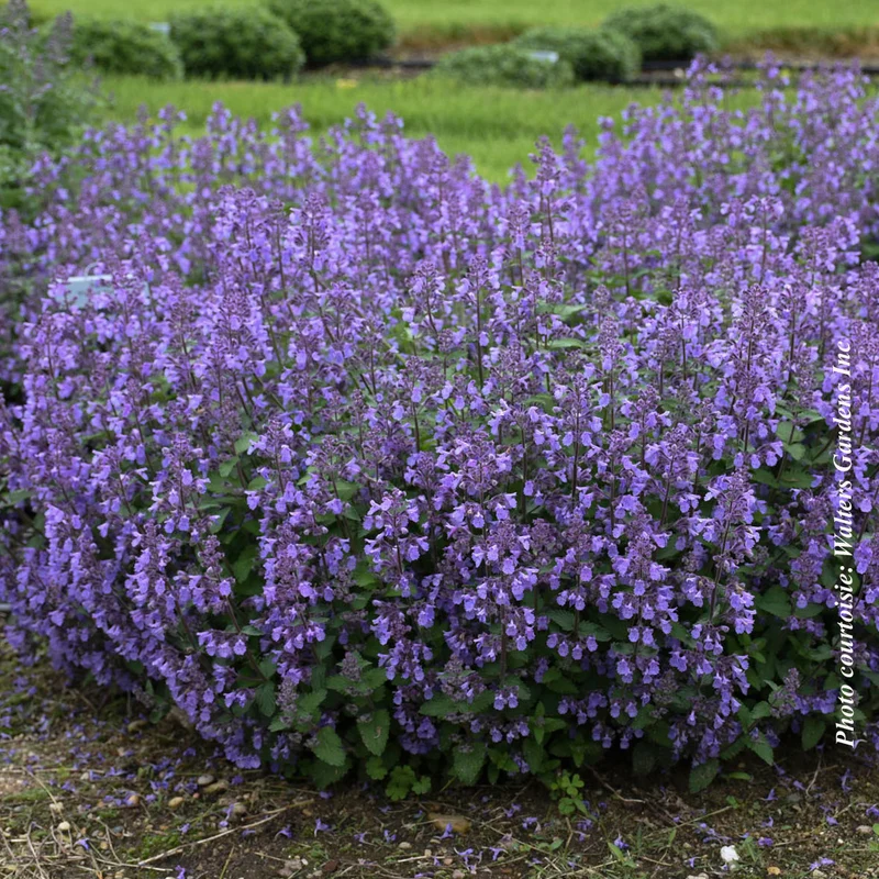 Népéta ‘Picture Purrfect’ (Nepeta 'Picture Purrfect')