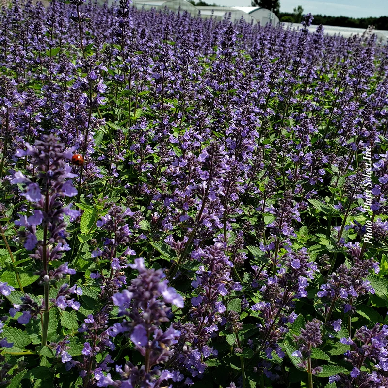 Népéta ‘Whispurr Blue’ (Nepeta Whispurr™ Blue)