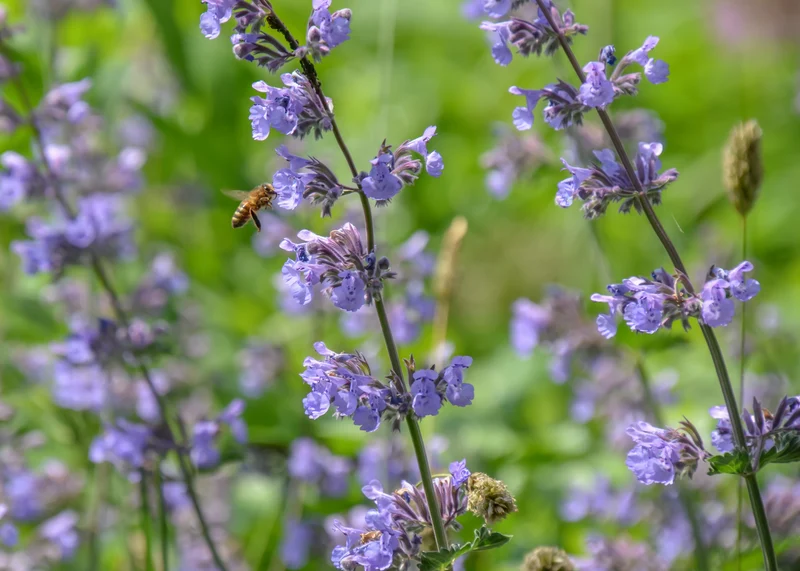 Népéta ‘Walker's Low’ (Nepeta 'Walker's Low')