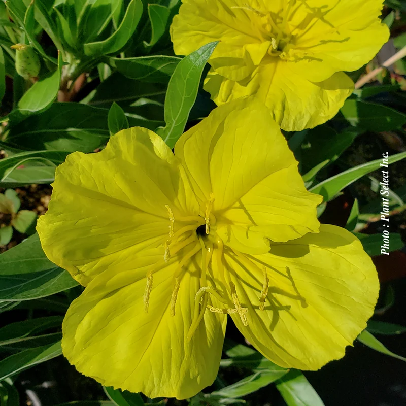 Onagre macrocarpa (syn. O. missouriensis) (Oenothera missouriensis (macrocarpa))