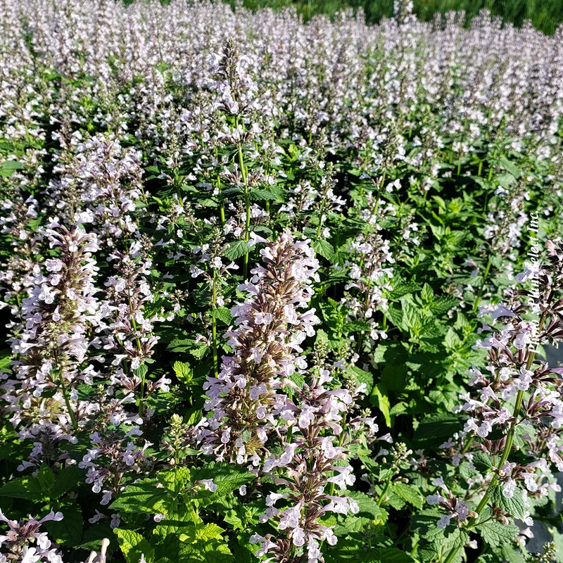 Népéta ‘Whispurr Pink’ (Nepeta Whispurr™ Pink)