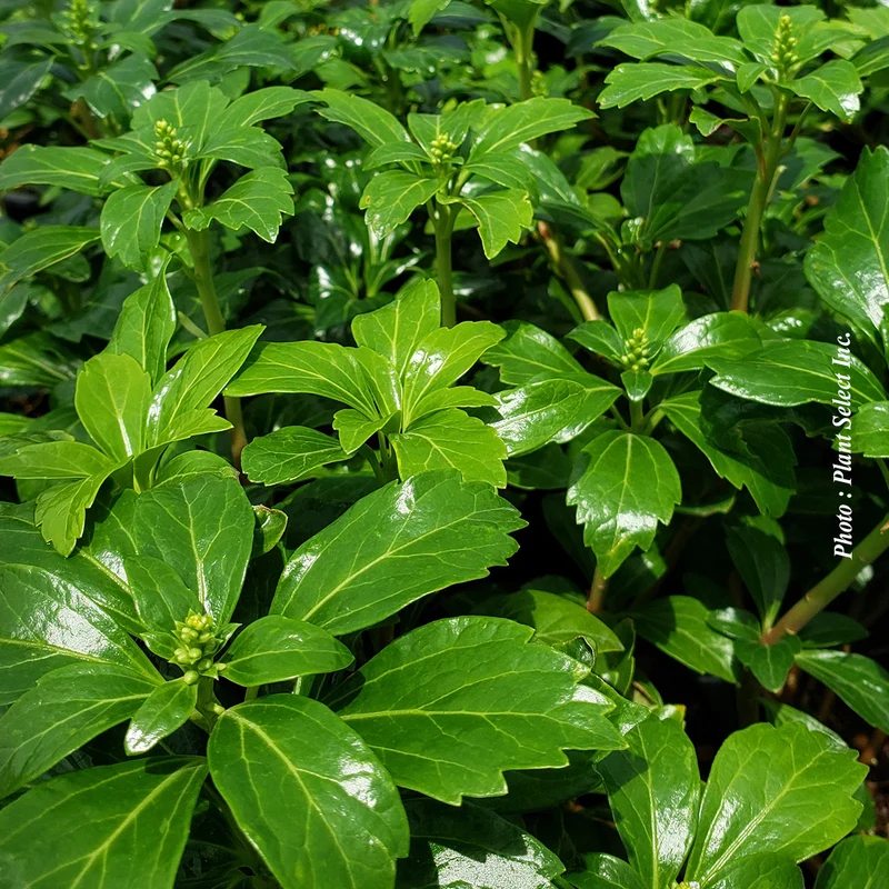 Pachysandre ‘Green Sheen’ (Pachysandra terminalis 'Green Sheen')