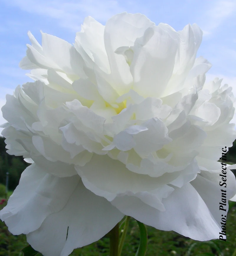 Pivoine ‘Duchesse de Nemours’ (Paeonia lactiflora 'Duchesse de Nemours')