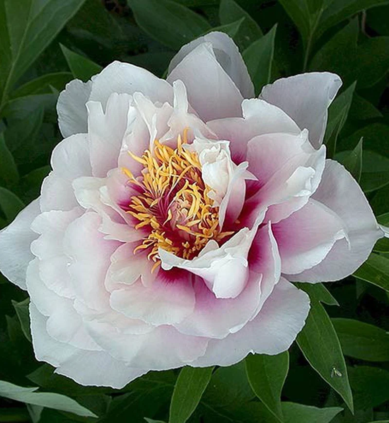 Pivoine Itoh ‘Cora Louise’ (Paeonia 'Cora Louise')
