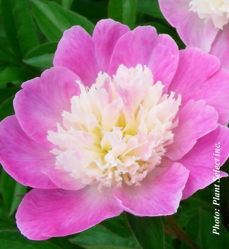 Pivoine ‘Gay Paree’ (Paeonia 'Gay Paree')