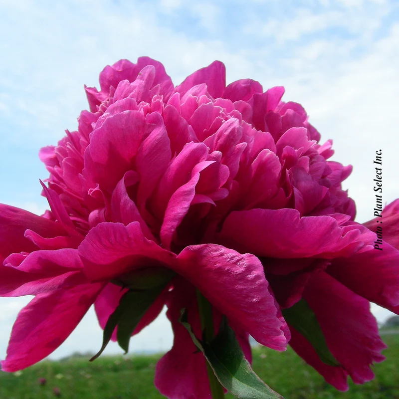 Pivoine ‘Inspecteur Lavergne’ (Paeonia lactiflora 'Inspecteur Lavergne')