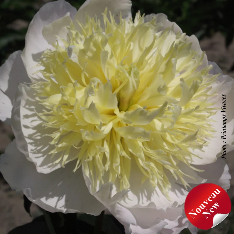 Pivoine ‘Honey Gold’ (Paeonia 'Honey Gold')