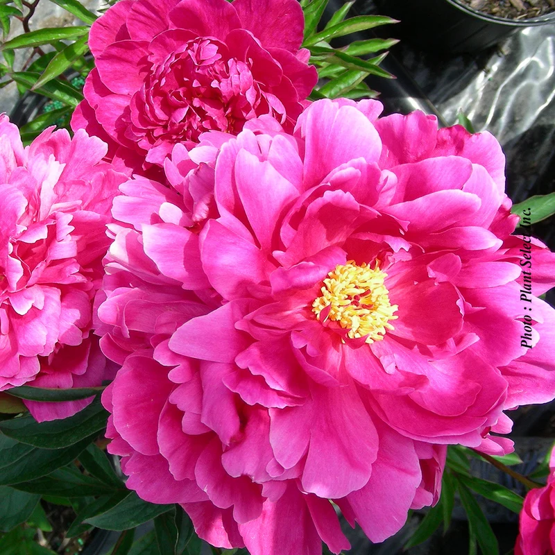 Pivoine ‘Kansas’ (Paeonia lactiflora 'Kansas')