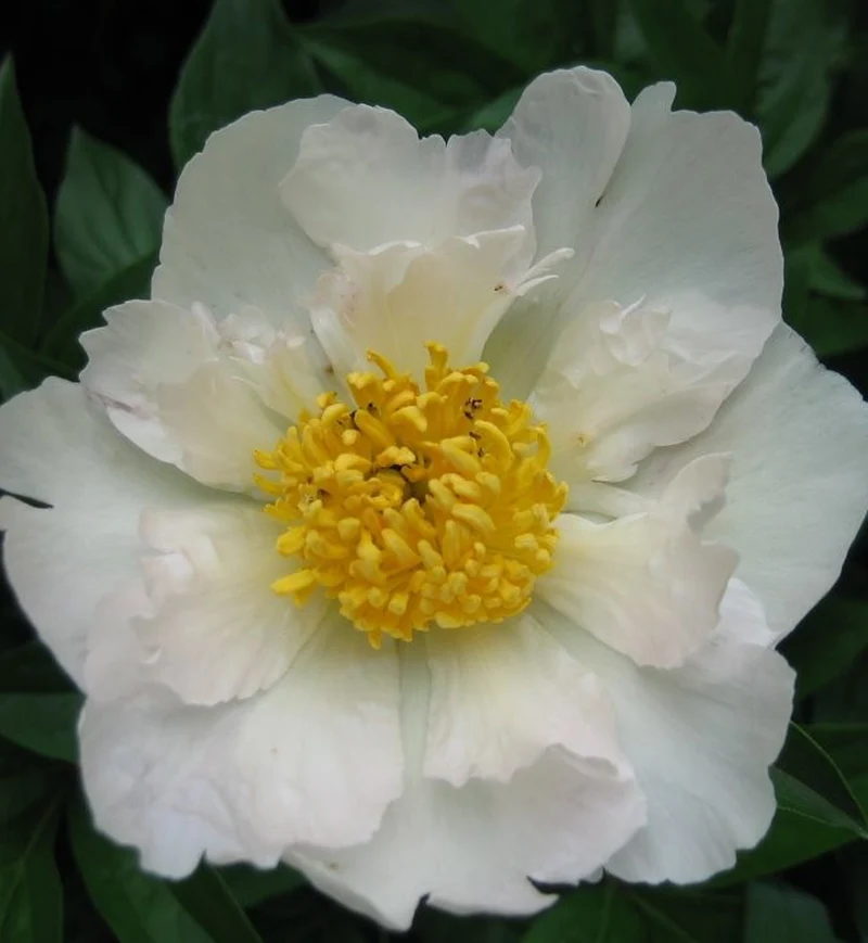 Pivoine ‘Krinkled White’ (Paeonia lactiflora 'Krinkled White')