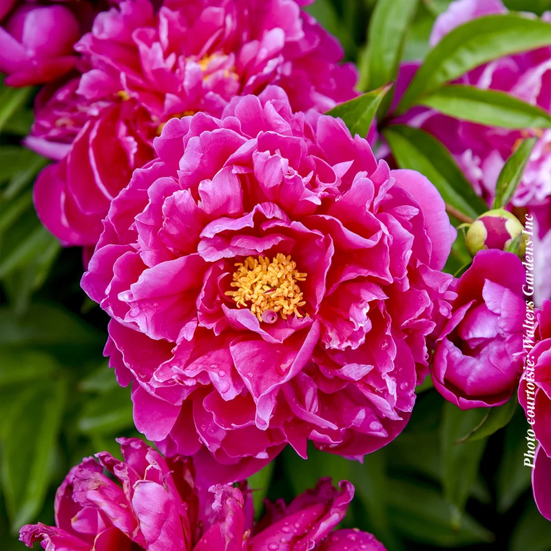 Pivoine ‘Karl Rosenfield’ (Paeonia lactiflora 'Karl Rosenfield')