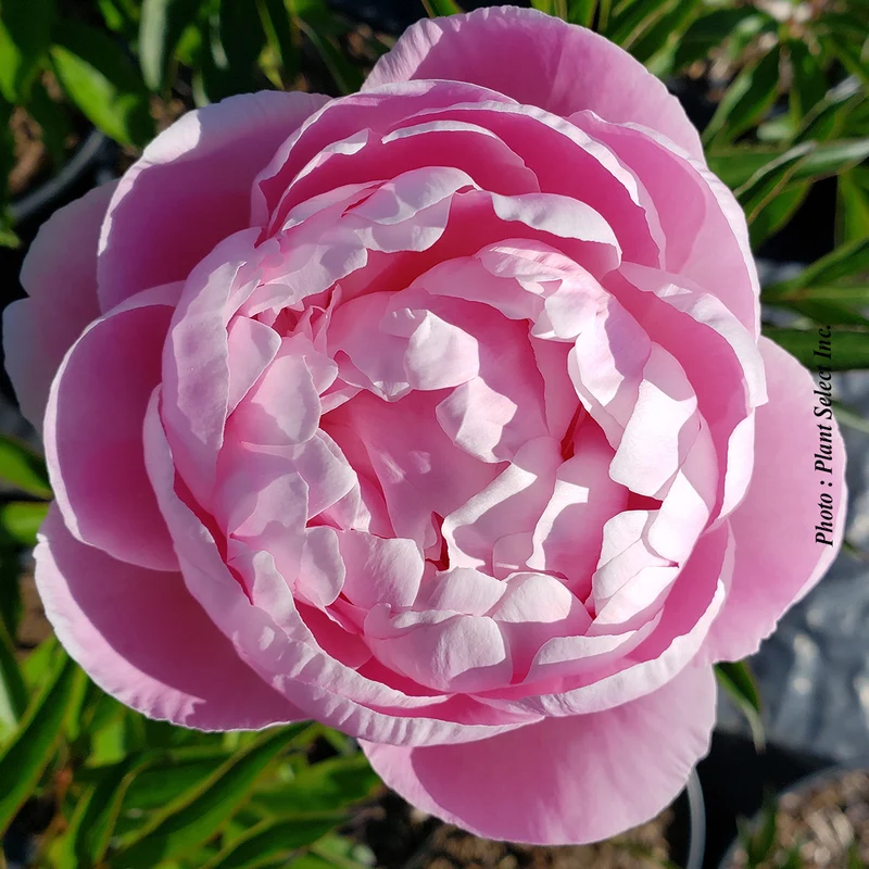 Pivoine ‘Mrs Franklin D. Roosevelt’ (Paeonia lactiflora 'Mrs Franklin D. Roosevelt')