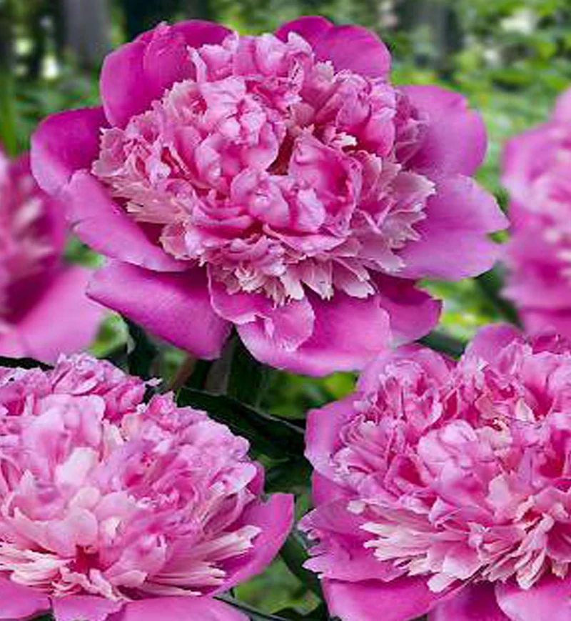 Pivoine ‘Philomele’ (Paeonia 'Philomele')