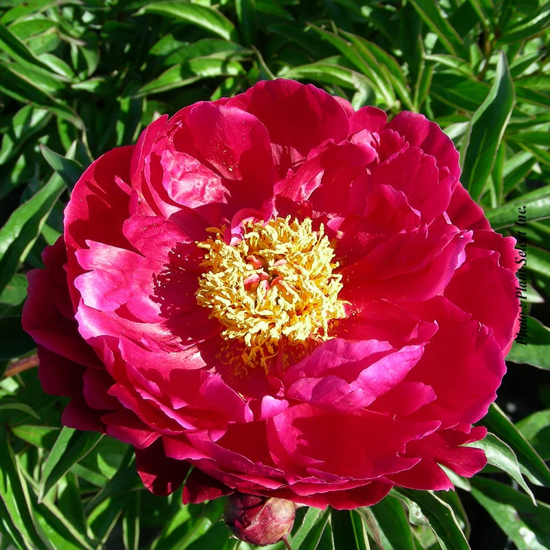 Pivoine ‘Peter Brand’ (Paeonia lactiflora 'Peter Brand')