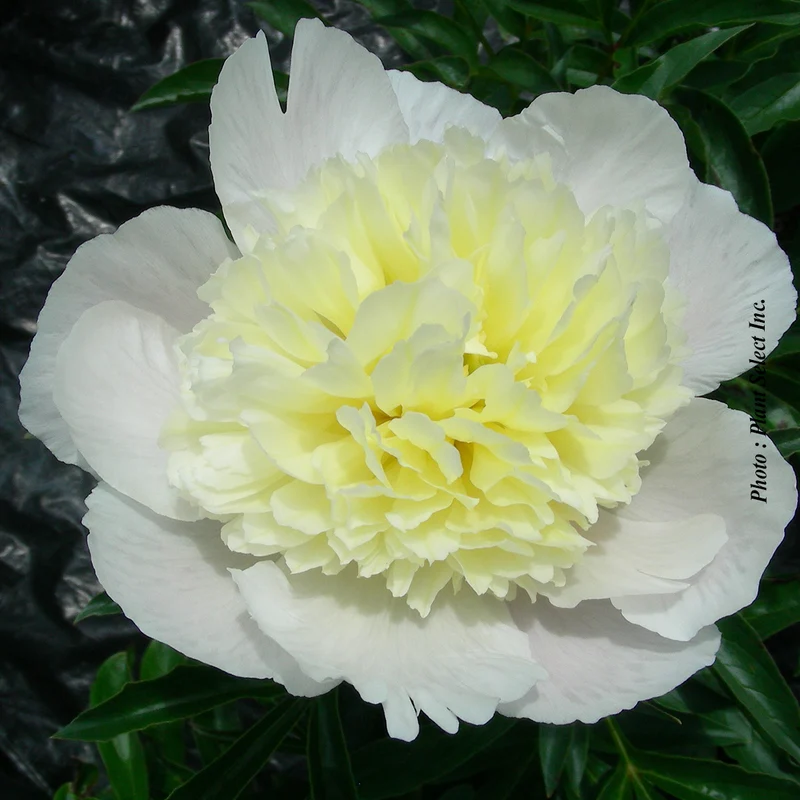 Pivoine ‘Primavera’ (Paeonia lactiflora 'Primavera')