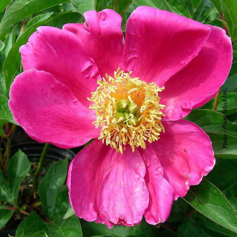 Pivoine ‘Scarlet O'Hara’ (Paeonia 'Scarlet O'Hara')
