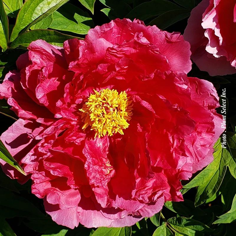 Pivoine ‘Sword Dance’ (Paeonia lactiflora 'Sword Dance')