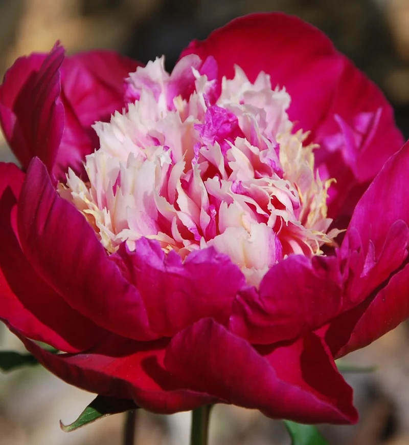 Pivoine ‘White Cap’ (Paeonia 'White Cap')