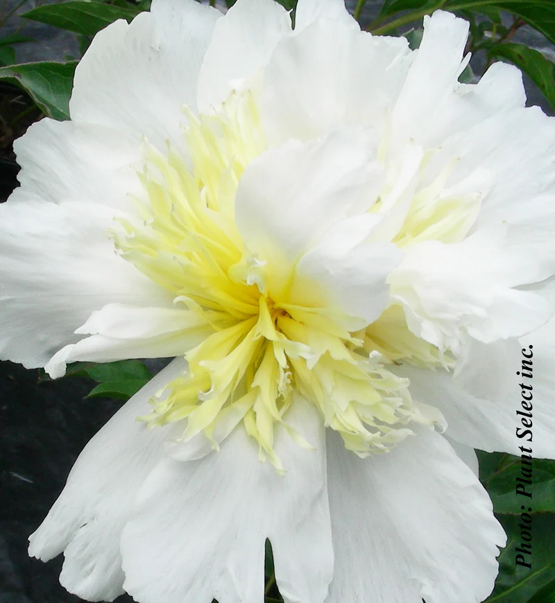 Pivoine ‘Top Brass’ (Paeonia lactiflora 'Top Brass')