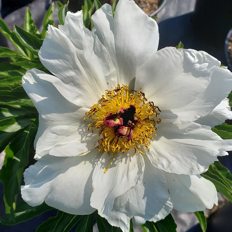 Pivoine ‘White Wings’ (Paeonia lactiflora 'White Wings')