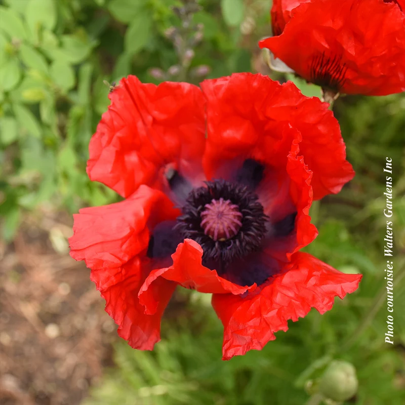 Pavot ‘Beauty of Livermere’ (Papaver orientale 'Beauty of Livermere')