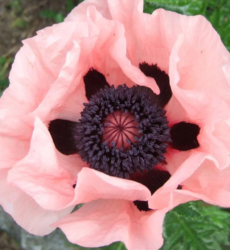 Pavot ‘Princess Victoria Louise’ (Papaver orientale 'Princess Victoria Louise')