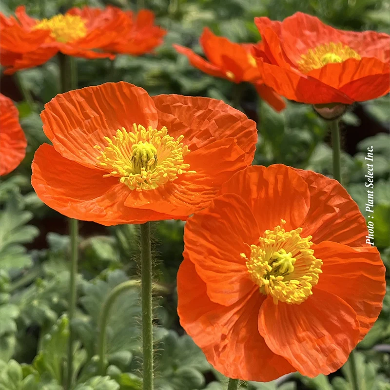 Pavot ‘Spring Fever Orange’ (Papaver nudicaule 'Spring Fever Orange')