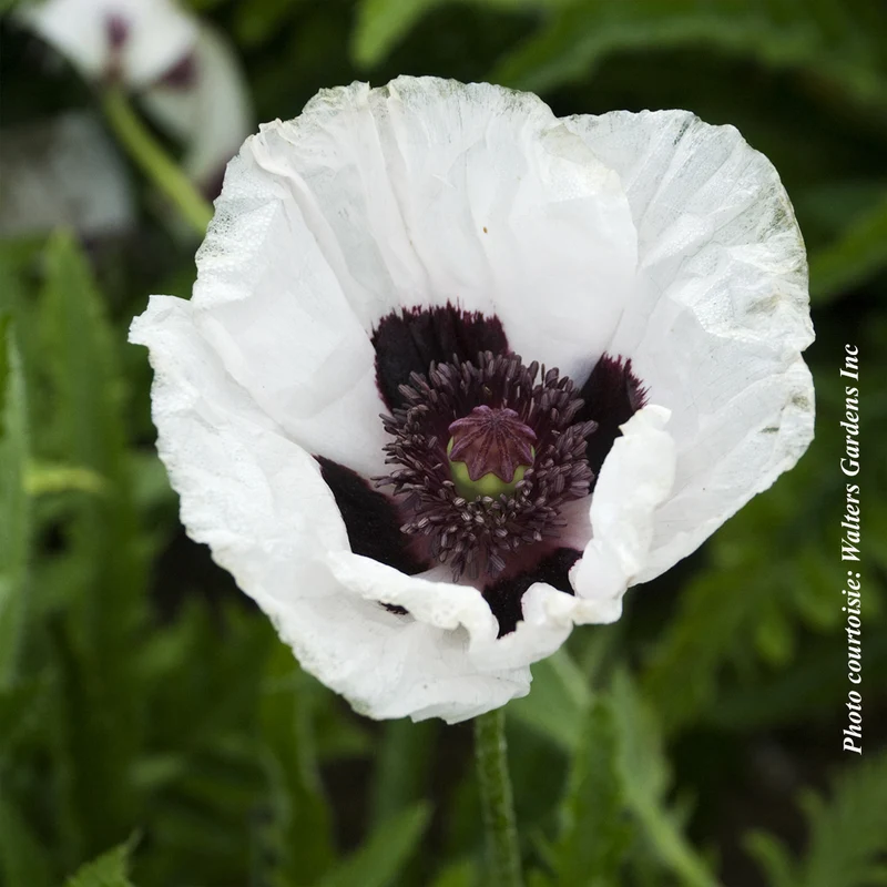 Pavot ‘Royal Wedding’ (Papaver orientale 'Royal Wedding')