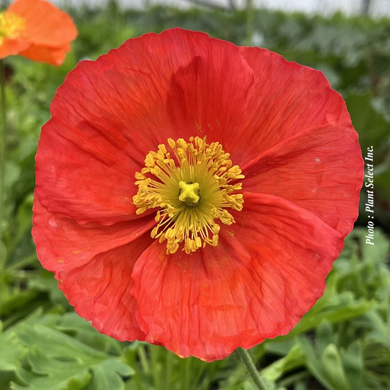 Pavot ‘Spring Fever Red’ (Papaver nudicaule 'Spring Fever Red')