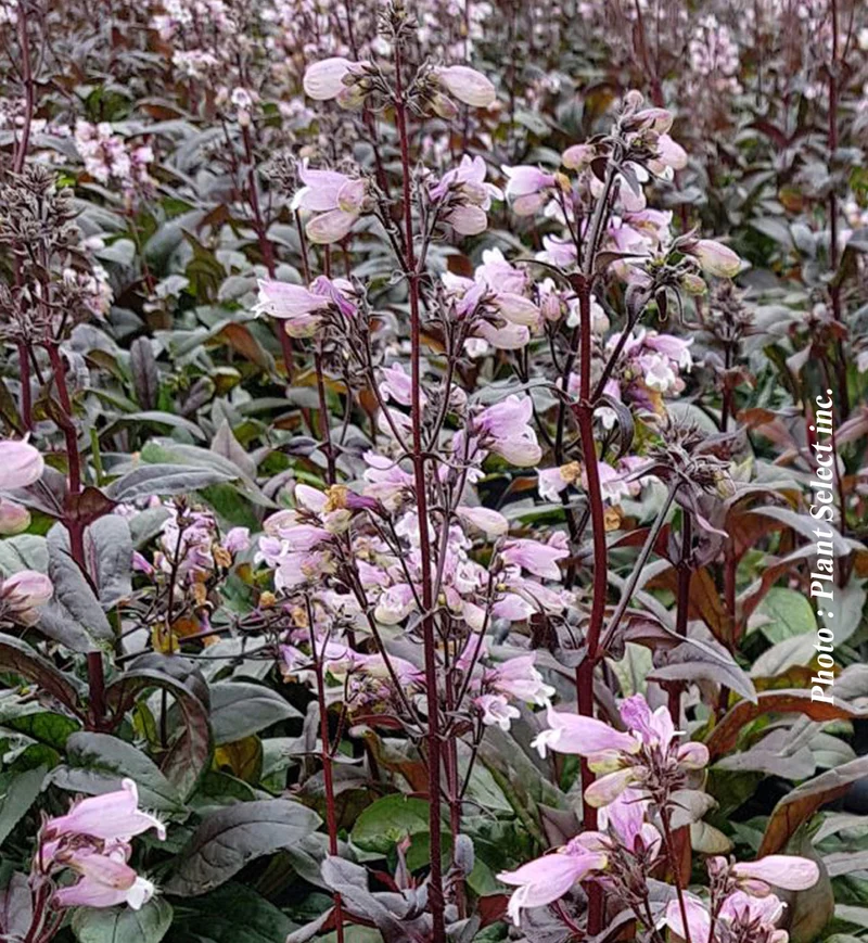 Penstémon ‘Blackbeard’ (Penstemon 'Blackbeard')