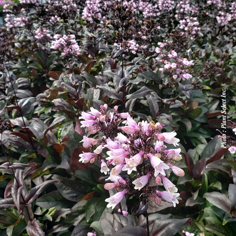 Penstémon ‘Dakota Burgundy’ (Penstemon Dakota™ Burgundy)
