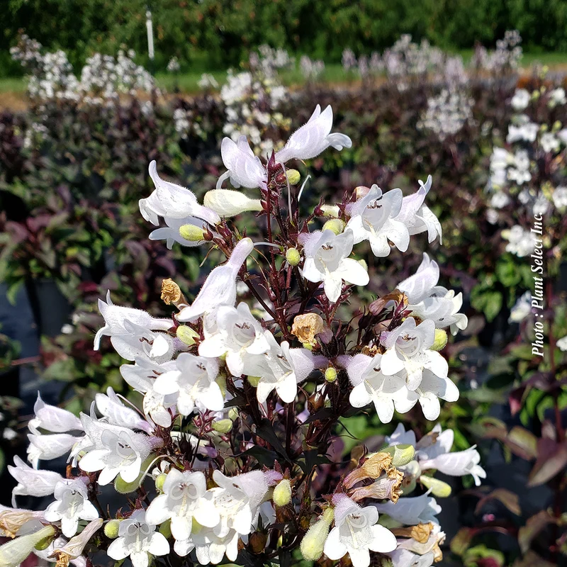 Penstémon ‘Onyx and Pearls’ (Penstemon 'Onyx and Pearls')