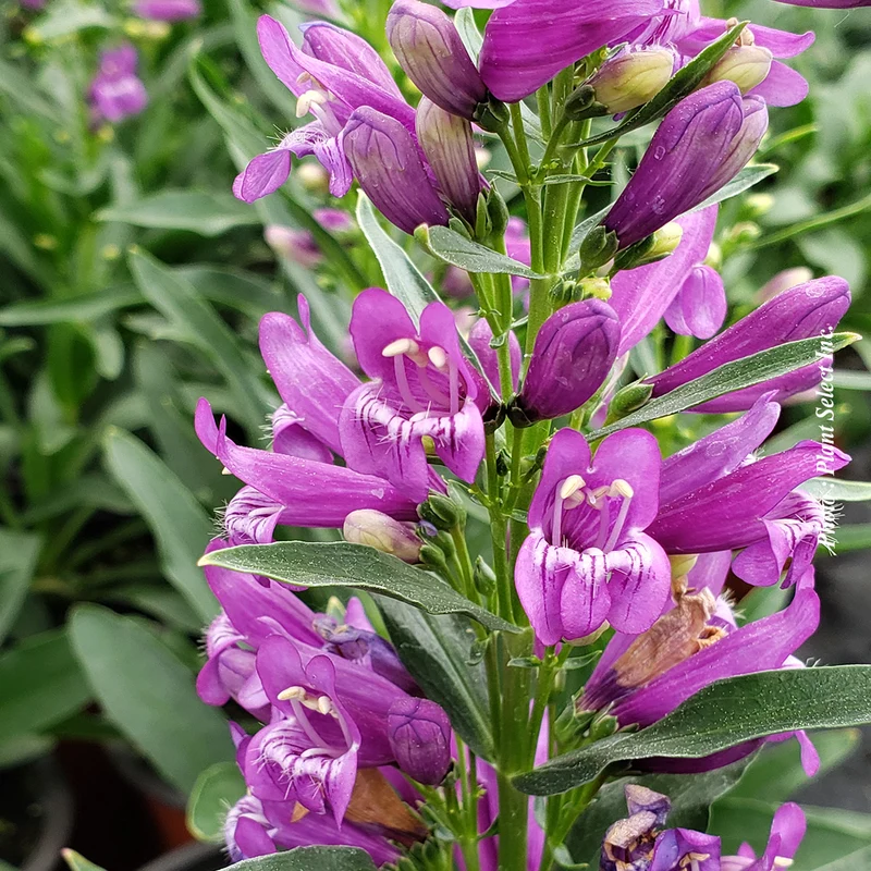 Penstémon ‘Delfts Blue Riding Hood’ (Penstemon 'Delfts Blue Riding Hood')
