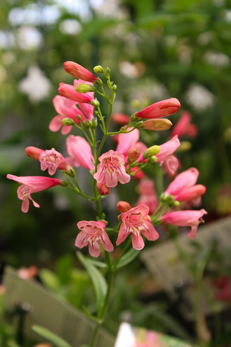 Penstémon ‘Red Riding Hood’ (Penstemon 'Red Riding Hood')