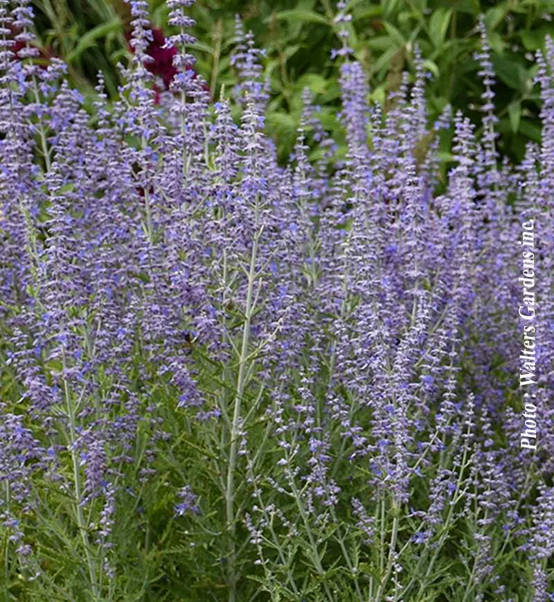 Sauge de Russie ‘Blue Jean Baby’ (Perovskia atriplicifolia 'Blue Jean Baby')