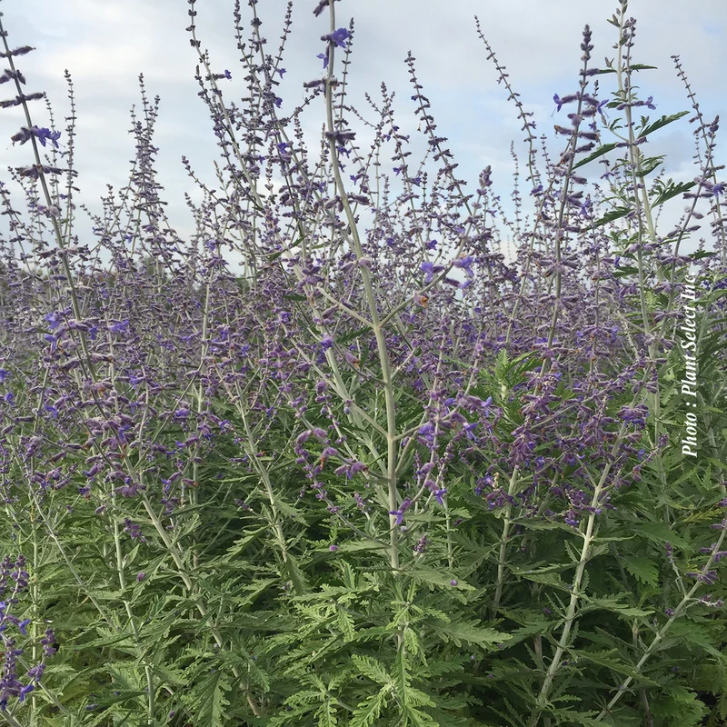 Sauge de Russie atriplicifolia (Perovskia atriplicifolia)