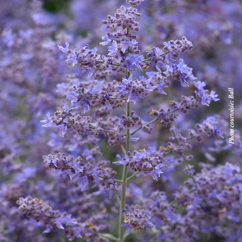 Sauge de Russie ‘Bluesette’ (Perovskia atriplicifolia 'Bluesette')