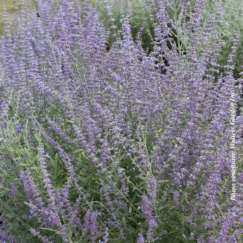 Sauge de Russie ‘Prime Time’ (Perovskia atriplicifolia 'Prime Time')