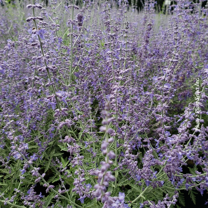 Sauge de Russie ‘Denim'n Lace’ (Perovskia atriplicifolia 'Denim'n Lace')