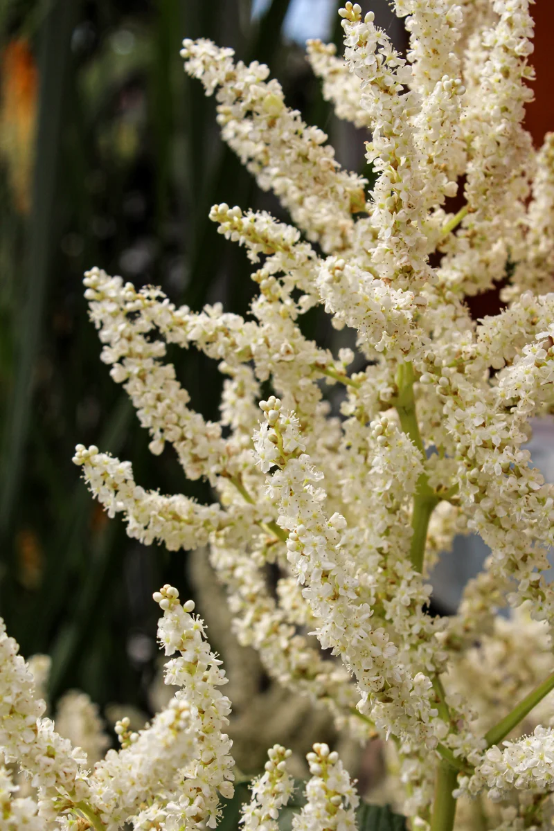 Persicaire polymorpha (Persicaria polymorpha)