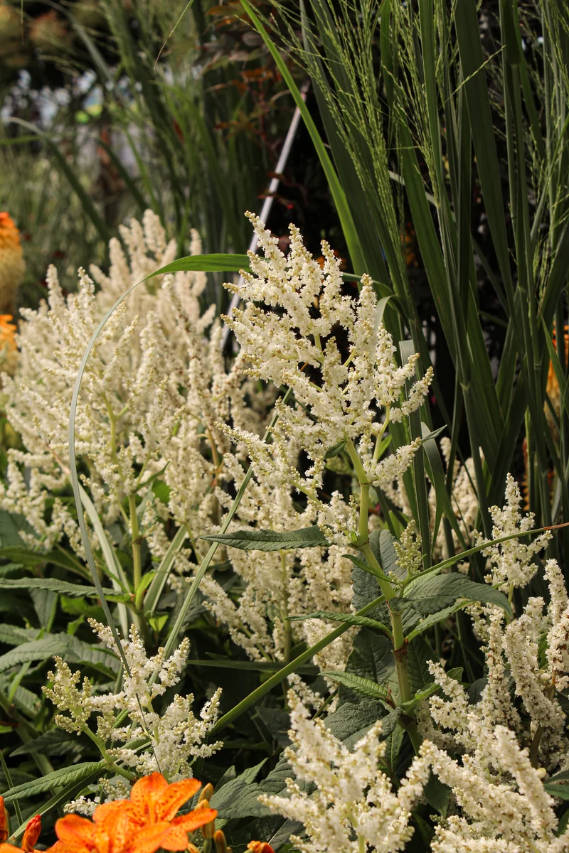 Persicaire polymorpha (Persicaria polymorpha)