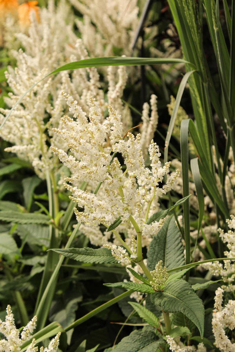 Persicaire polymorpha (Persicaria polymorpha)