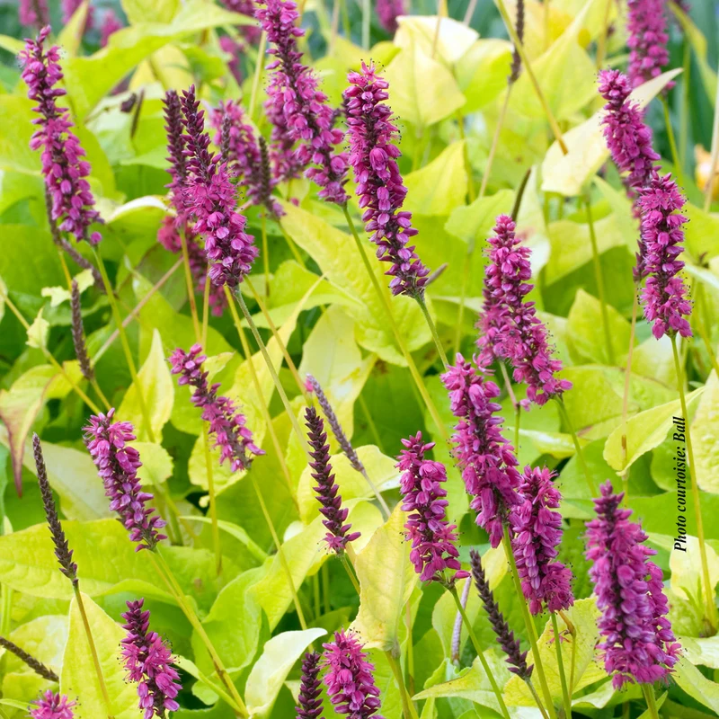 Persicaire ‘Golden Arrow’ (Persicaria amplexicaulis 'Golden Arrow')