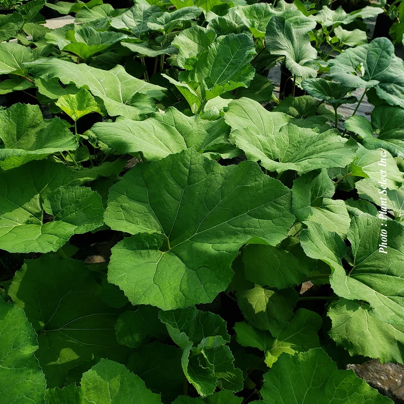 Pétasite japonicus var. giganteus (Petasites japonicus var. giganteus)