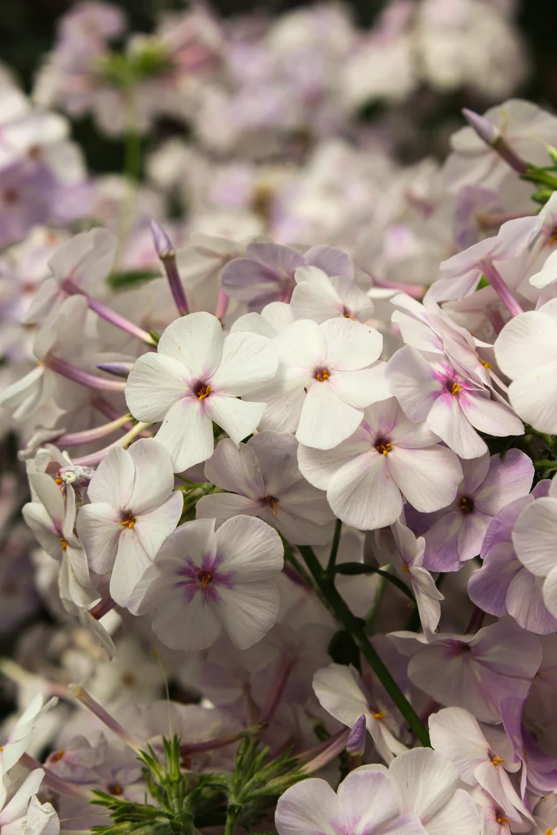 Phlox ‘Fashionably Early Lavender Ice’ (Phlox 'Early Lavender Ice' (Fashionably))
